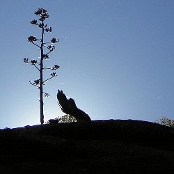 agave stalk