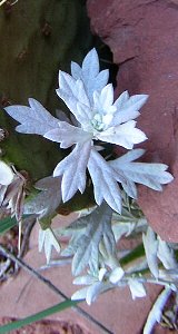 artemesia near the fay canyon arch